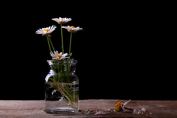 Image showing Daisy Flowers