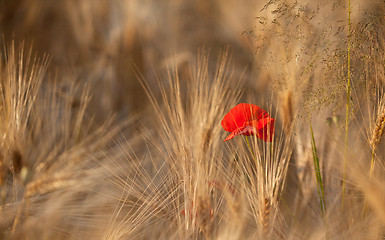 Image showing Fields of Wheat in Summer