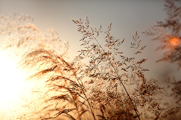 Image showing Summer meadow at sunset