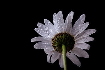 Image showing Daisy Flowers with Dewdrops