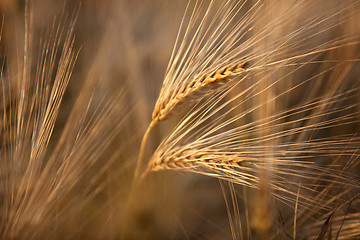 Image showing Fields of Wheat in Summer