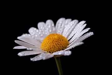 Image showing Daisy Flowers with Dewdrops