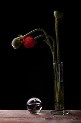 Image showing Poppies and glass ball