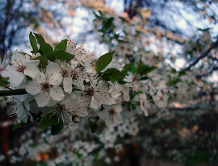 Image showing Spring tree flowers 2