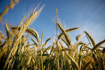 Image showing Fields of Wheat in Summer