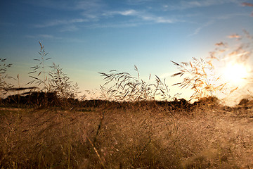 Image showing Summer meadow at sunset