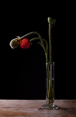 Image showing Poppies in Vase