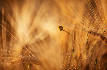 Image showing Fields of Wheat in Summer