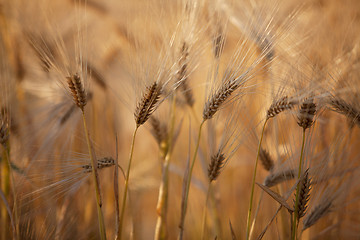 Image showing Fields of Wheat in Summer