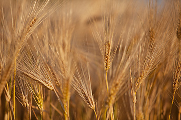 Image showing Fields of Wheat in Summer