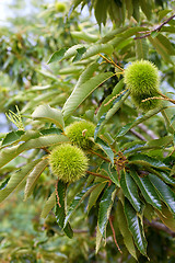 Image showing Chestnuts on tree