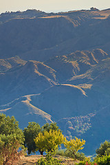 Image showing Arid olive hills