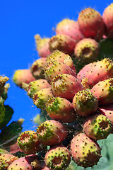 Image showing Red prickly pear cactus fruits