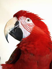 Image showing Green Wing Macaw