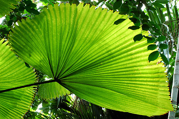 Image showing Fan Palm Leaf