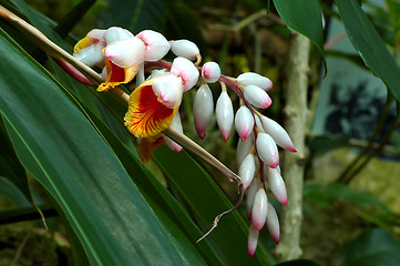 Image showing Ginger Flower King's Scepter