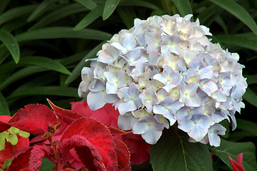 Image showing Hydrangea Jennifer