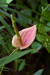 Image showing Pink Anthurium Lily