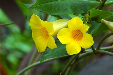 Image showing Yellow Trumpet Vine