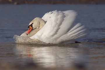 Image showing Swan with bow wave