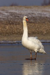 Image showing Mute Swan standing on Ice 3.