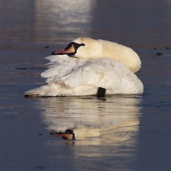 Image showing Swan on Ice 2