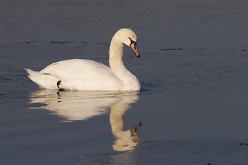 Image showing Swan schwimming in icy water