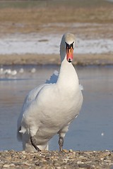 Image showing Mute Swan climbing the shore.