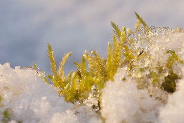 Image showing Green in the snow