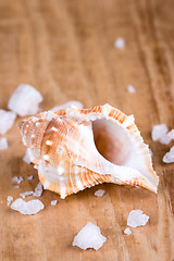 Image showing seashell and salt