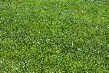 Image showing lawn, green grass