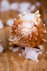 Image showing seashell and salt