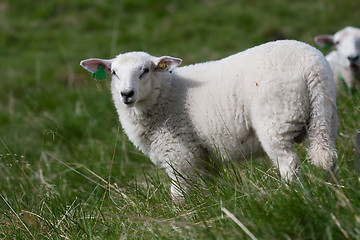 Image showing lamb in grass