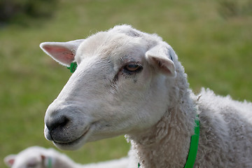Image showing head of sheep