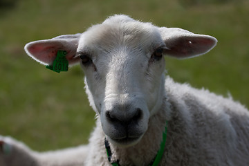 Image showing lambs head