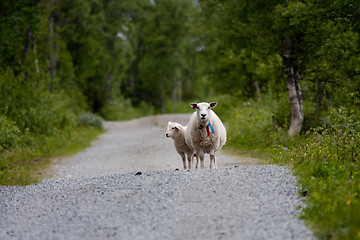 Image showing sheep on road