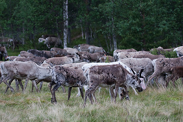 Image showing reindeer herd