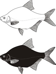 Image showing Freshwater fish - bream