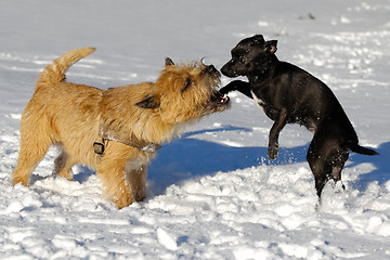 Image showing Two dogs playing