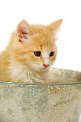 Image showing Kitten in bucket