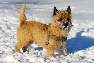 Image showing Dog in snow