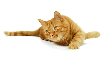 Image showing Red cat