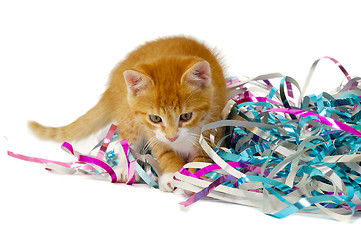 Image showing Kitten and confetti