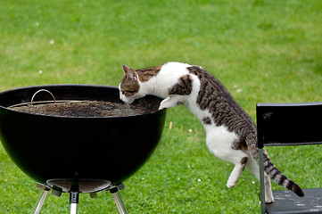 Image showing Hungry cat