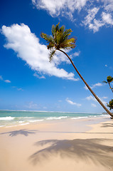 Image showing Beach and palm