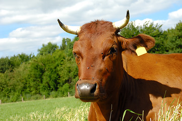 Image showing Cow face