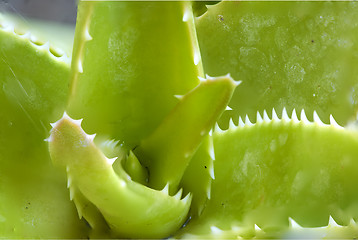 Image showing Cactus Macro