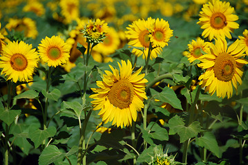 Image showing Sunflowers Meadow, Tuscany