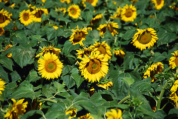 Image showing Sunflowers Meadow, Tuscany