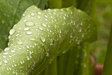 Image showing Wet Green Leaves in a Garden